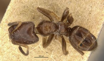 Media type: image;   Entomology 21341 Aspect: habitus dorsal view
